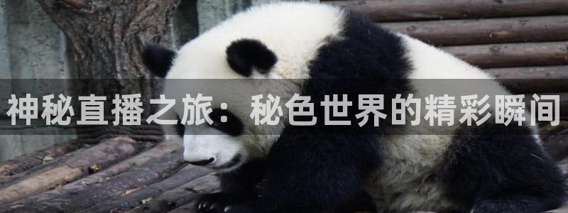 jrs直播看球吧：神秘直播之旅：秘色世界的精彩瞬间